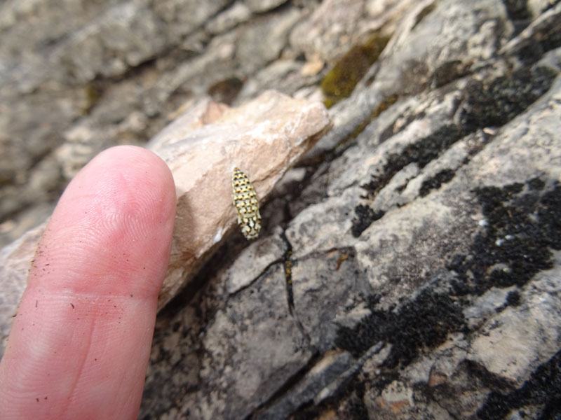 crisalide.....forse: Melitaea didyma